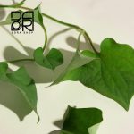 فوم شستشو کورداتا و درخت چای مری اند می - Image 5